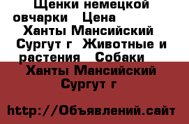 Щенки немецкой овчарки › Цена ­ 20 000 - Ханты-Мансийский, Сургут г. Животные и растения » Собаки   . Ханты-Мансийский,Сургут г.